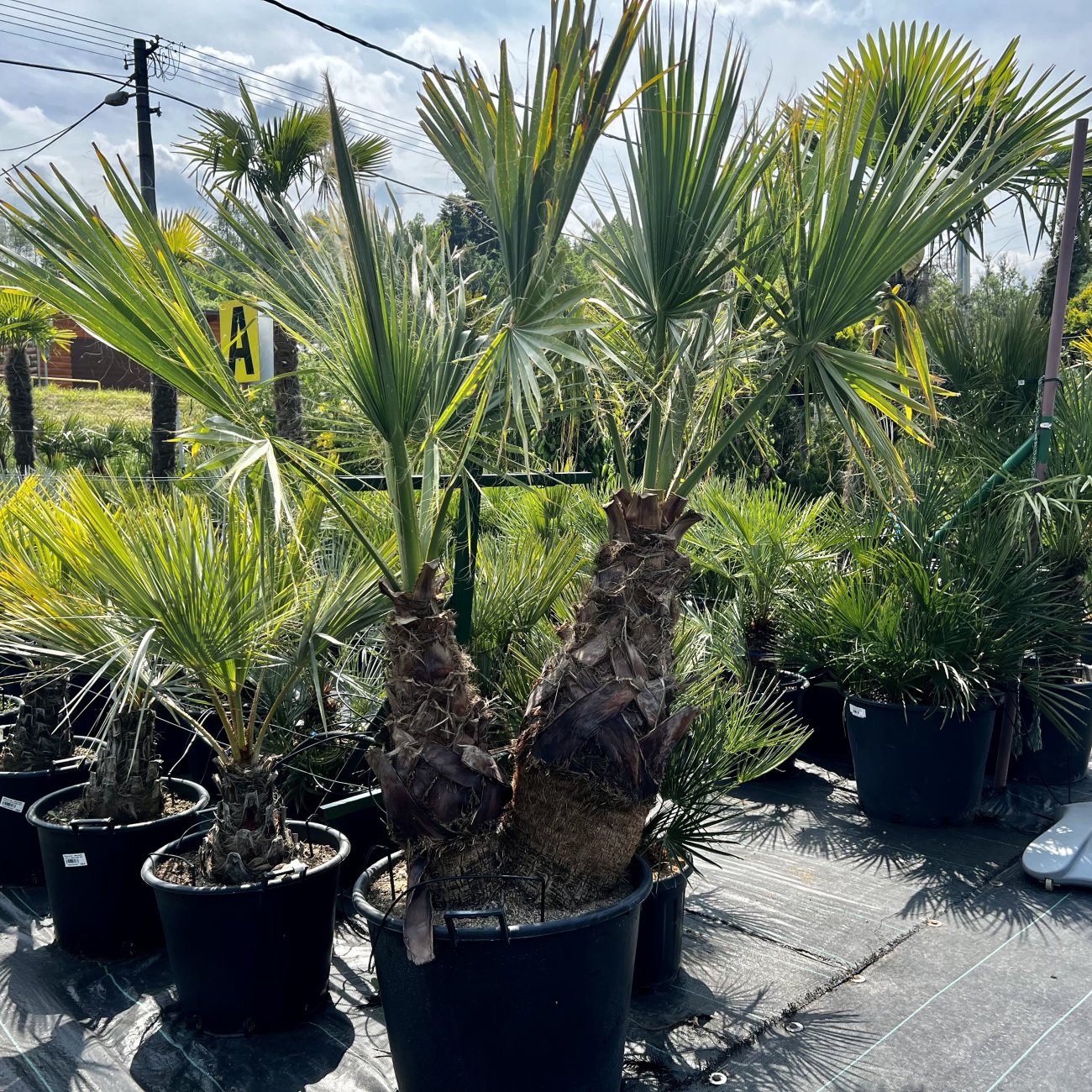 Obrázok Palma vláknitá (Washingtonia filifera) – výška kmeňov 50-60 cm/80-90 cm, celková výška 200 cm, kont. C110L (-10°C) DVOJIČKY